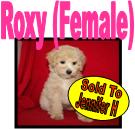 Text Box: Silky Terriers    Lhasa Apso   Miniature Schnauzers   Bichon Frise   Silky Terriers    Lhasa Apso    Miniature Schnauzers   Bichon Frise  