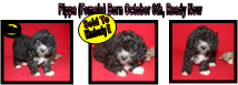 Toy Poodle