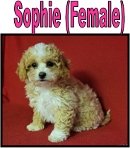 Toy Poodle Puppies For SaleMissouri