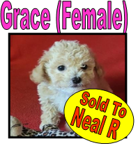 Sold Poodles