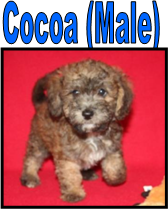 Miniature Schnauzer