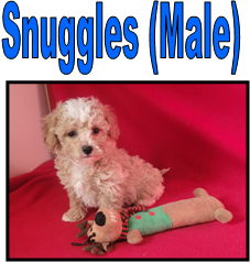 Lhasa Apso and Bichon Frise Mix