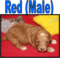 Brandy (Female)