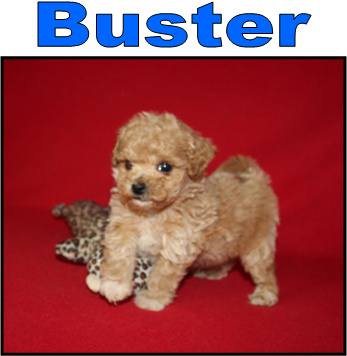 Brody (Male)